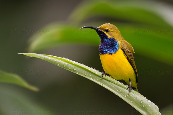 Olive-backed Sunbird Photo @ Kiwifoto.com