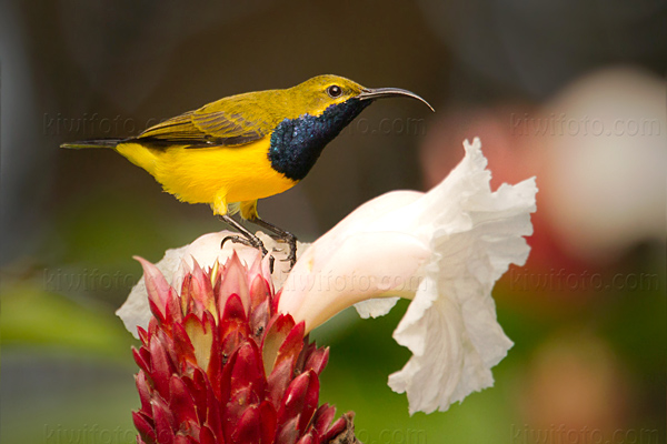 Olive-backed Sunbird Image @ Kiwifoto.com