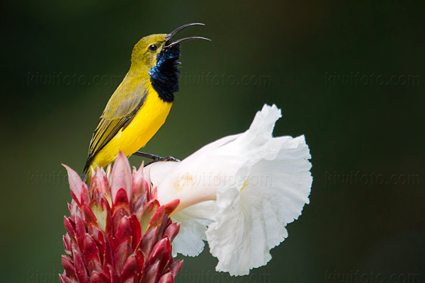 Olive-backed Sunbird Picture @ Kiwifoto.com