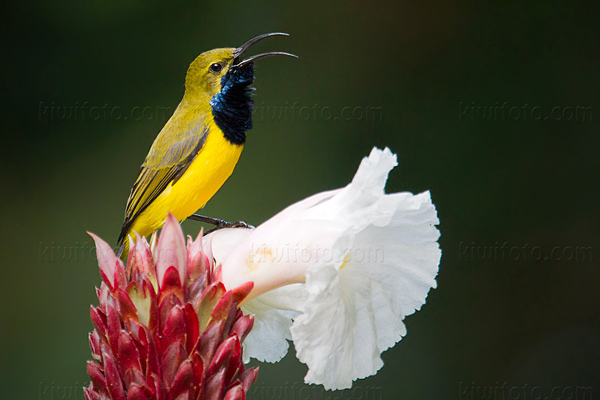 Olive-backed Sunbird Image @ Kiwifoto.com