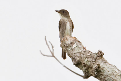 Olive-sided Flycatcher Image @ Kiwifoto.com