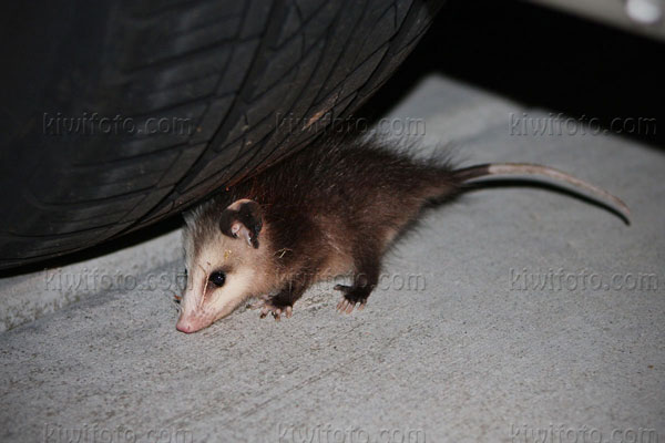 Opossum Photo @ Kiwifoto.com