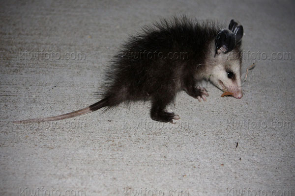 Opossum Picture @ Kiwifoto.com