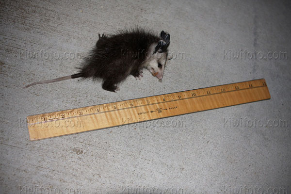 Opossum Image @ Kiwifoto.com