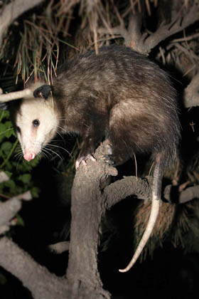 Opossum Image @ Kiwifoto.com