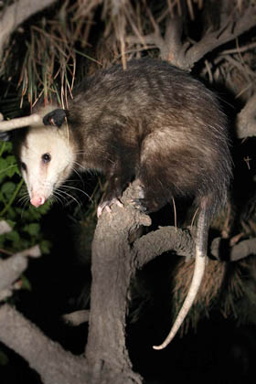 Opossum Picture @ Kiwifoto.com