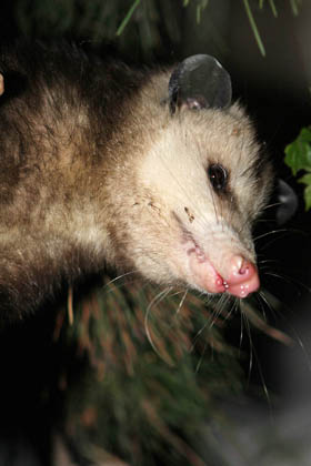 Opossum Photo @ Kiwifoto.com