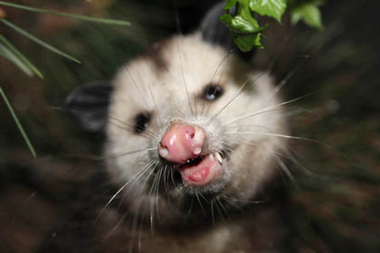 Opossum Picture @ Kiwifoto.com