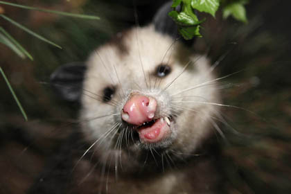 Opossum