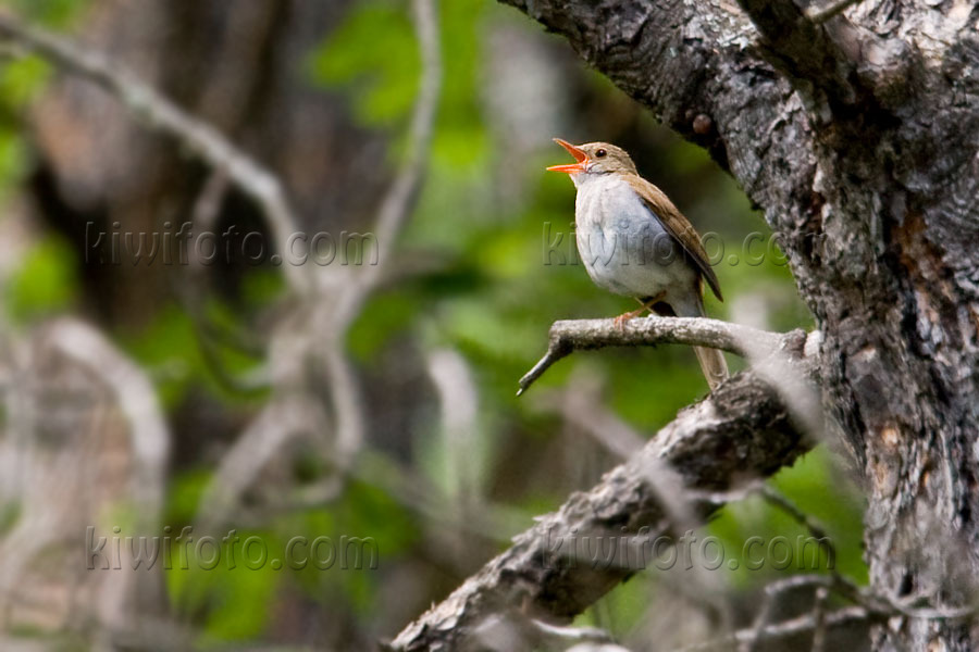 Orange-billed Nightingale-Thrush Photo @ Kiwifoto.com
