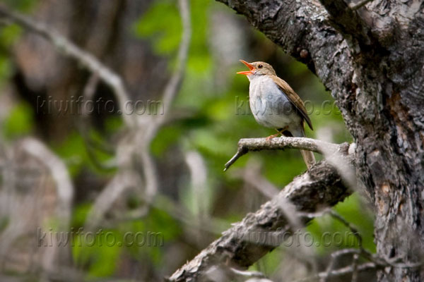 Orange-billed Nightingale-thrush