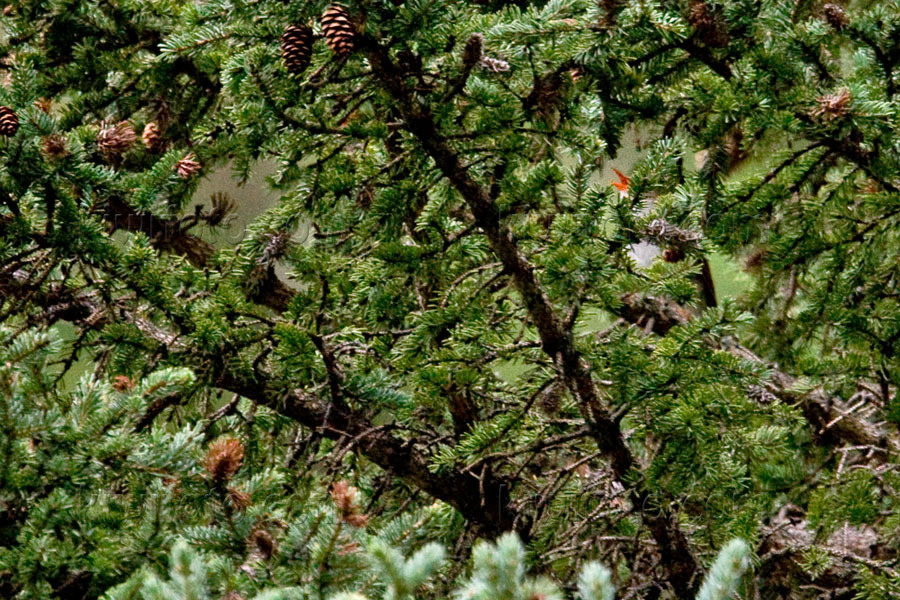 Orange-billed Nightingale-Thrush Image @ Kiwifoto.com