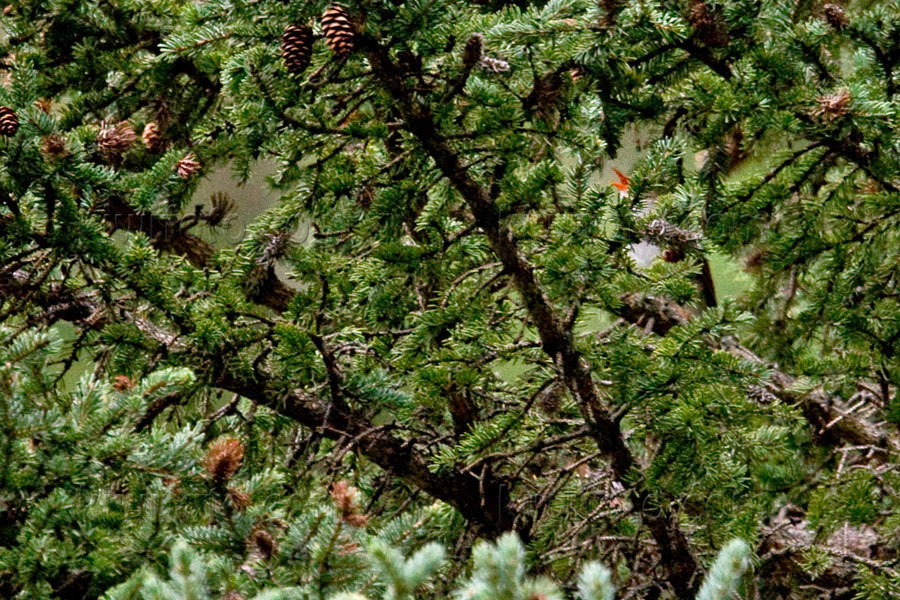 Orange-billed Nightingale-Thrush Photo @ Kiwifoto.com