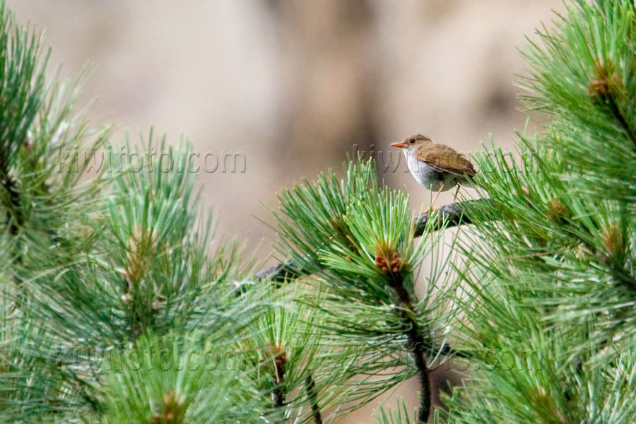 Orange-billed Nightingale-Thrush Picture @ Kiwifoto.com