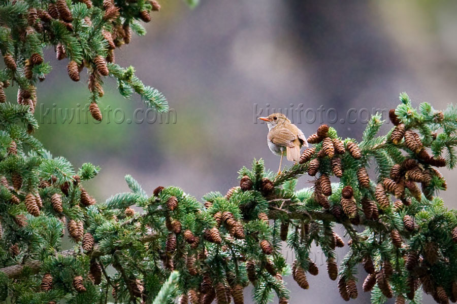 Orange-billed Nightingale-Thrush Image @ Kiwifoto.com