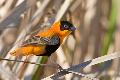 Orange Bishop Picture @ Kiwifoto.com