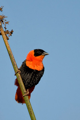 Orange Bishop Image @ Kiwifoto.com