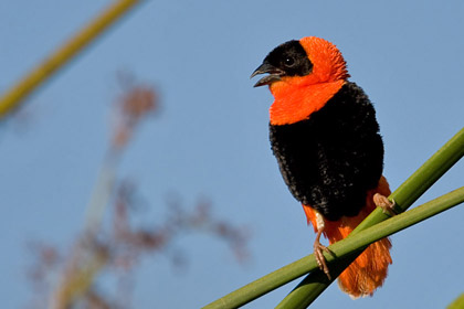 Orange Bishop Image @ Kiwifoto.com