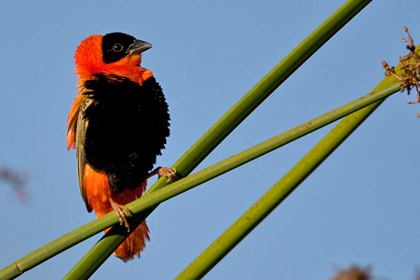 Orange Bishop Image @ Kiwifoto.com