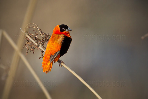 Orange Bishop Image @ Kiwifoto.com