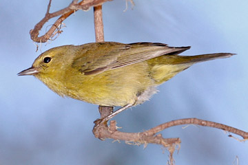 Orange-crowned Warbler Photo @ Kiwifoto.com