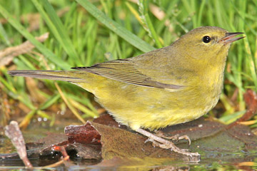 Orange-crowned Warbler Picture @ Kiwifoto.com