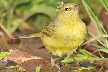 Orange-crowned Warbler Photo @ Kiwifoto.com