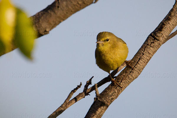 Orange-crowned Warbler Photo @ Kiwifoto.com