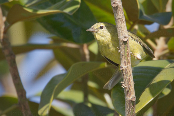 Orange-crowned Warbler