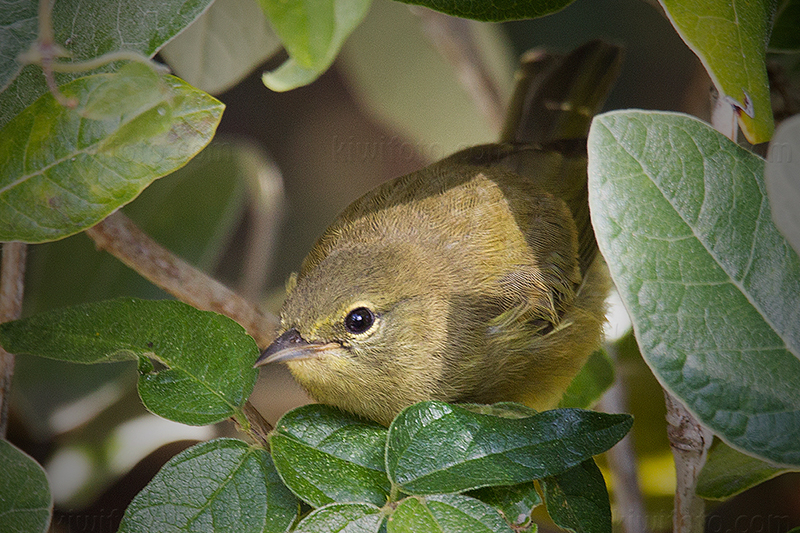 Orange-crowned Warbler (immature)