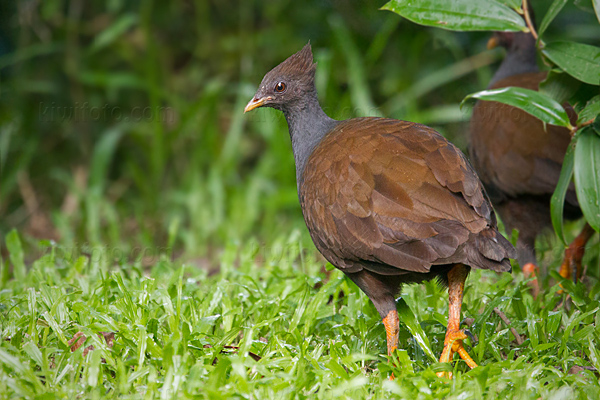 Orange-footed Scrubfowl Image @ Kiwifoto.com