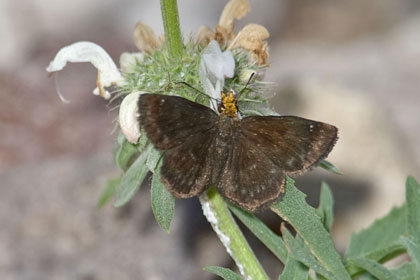 Orange-headed Roadside-Skipper Image @ Kiwifoto.com