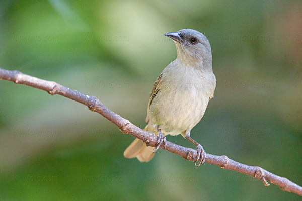 Orangequit (female)