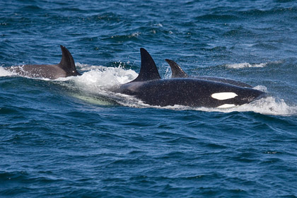 Orca (Killer Whale)  Image @ Kiwifoto.com