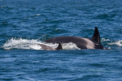 Orca (Killer Whale)  Photo @ Kiwifoto.com