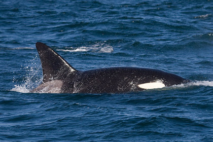 Orca (Killer Whale)  Image @ Kiwifoto.com