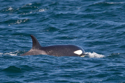 Orca (Killer Whale)  Image @ Kiwifoto.com