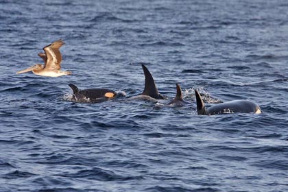 Orca (Killer Whale)  Picture @ Kiwifoto.com