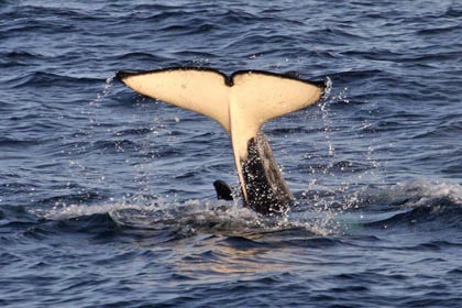 Orca (Killer Whale)  Image @ Kiwifoto.com