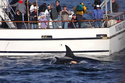 Orca (Killer Whale)  Image @ Kiwifoto.com