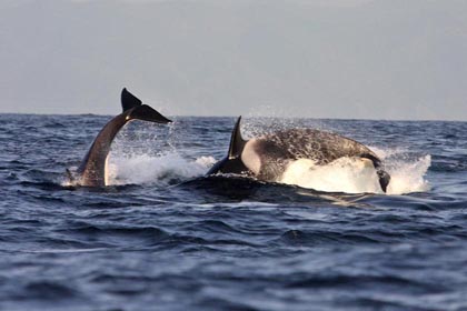 Orca (Killer Whale)  Picture @ Kiwifoto.com