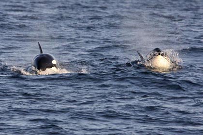 Orca (Killer Whale)  Picture @ Kiwifoto.com