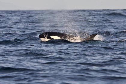 Orca (Killer Whale)  Image @ Kiwifoto.com