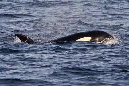 Orca (Killer Whale)  Picture @ Kiwifoto.com