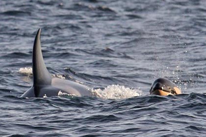 Orca (Killer Whale)  Picture @ Kiwifoto.com