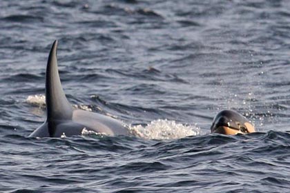 Orca (Killer Whale)  Image @ Kiwifoto.com