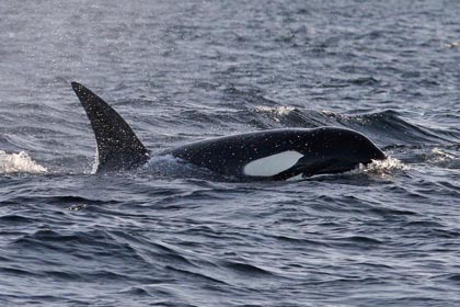 Orca (Killer Whale)  Photo @ Kiwifoto.com