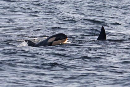 Orca (Killer Whale)  Picture @ Kiwifoto.com