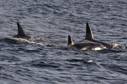 Orca (Killer Whale)  Photo @ Kiwifoto.com