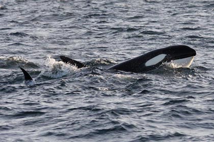 Orca (Killer Whale)  Picture @ Kiwifoto.com
